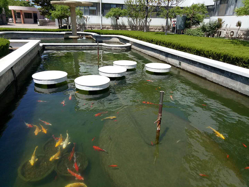 三年不換水 魚也會悠然自得